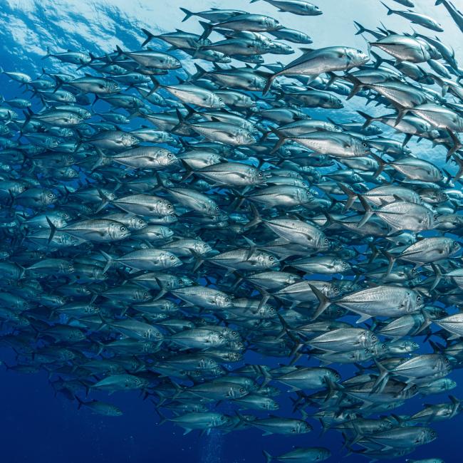 School of tuna